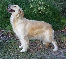 Briar