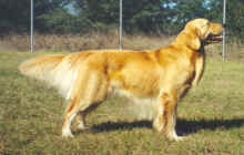 brody